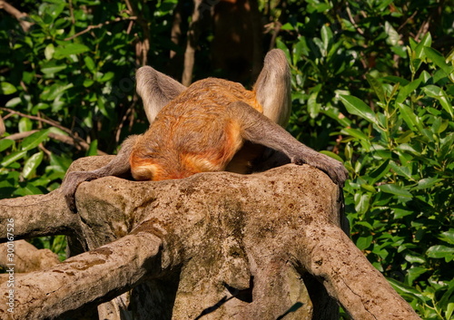 Malaysia. The long-nosed monkey or kahau (lat. Nasalis larvatus) — a species of primates from the subfamily of thin-bodied monkeys in the family of monkeys. photo