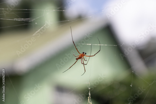 Closeup picture of a small sized spider with its net, hanging from its net in a garden.