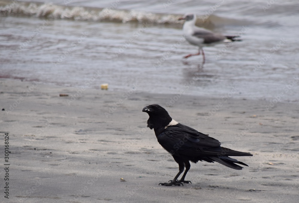 Möwen an einem Strand im Herbst Möwen an einem Strand im Herbst