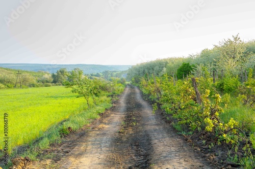 Country road in beautiful nature