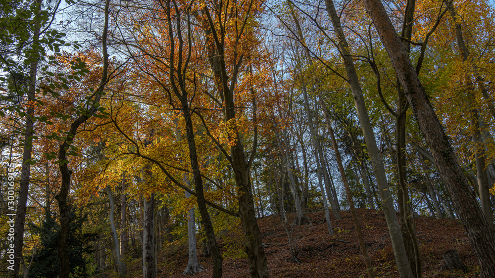 Leuchtender Buche wald im Herbst mit Blauem Himmel