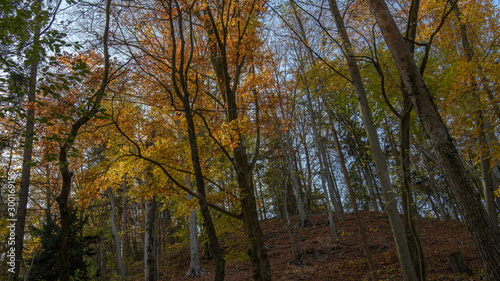 Leuchtender Buche wald im Herbst mit Blauem Himmel © H. Rambold