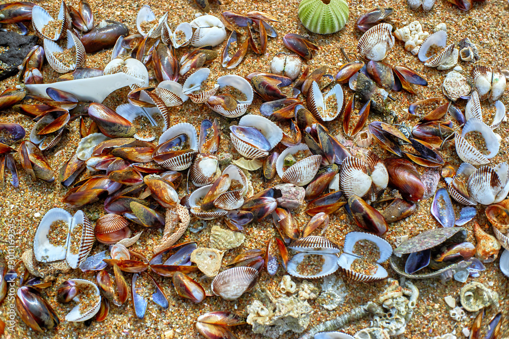 Seashells on the shore Seashells on the shore