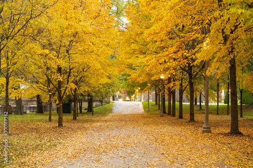 Autumn in Grant Park Chicago