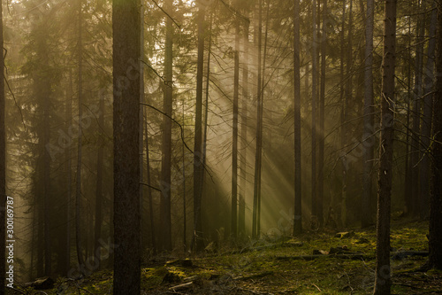 Nebel im Fichtenwald mit Sonnenstrahlen