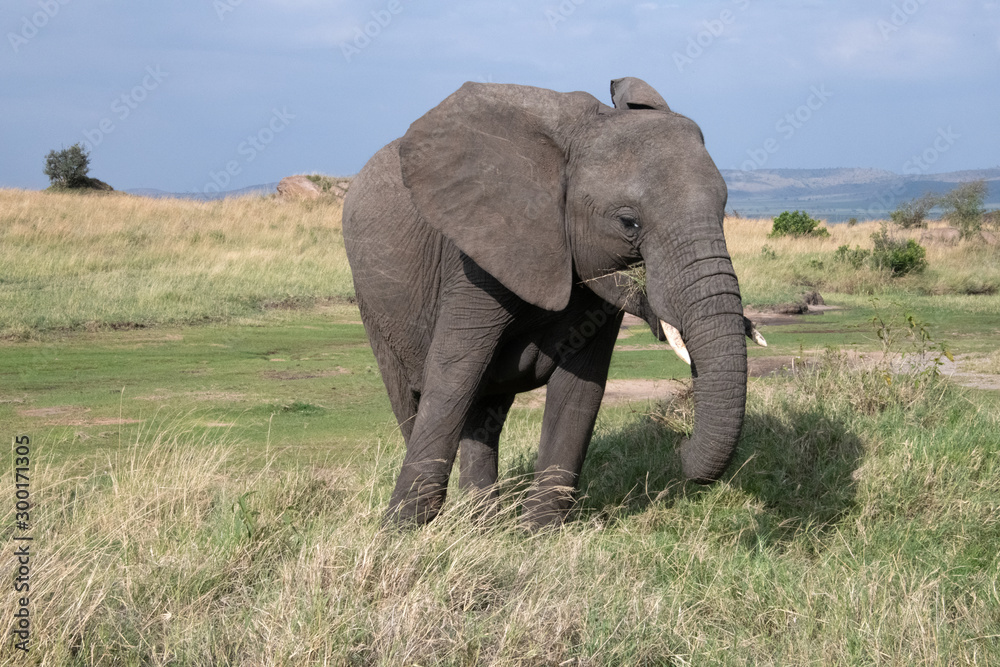 Fototapeta premium Elephant eating