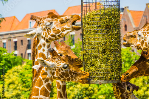 Photography reticulated giraffes eating hay from a basket, zoo animal feeding equipment, End