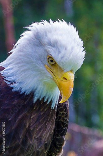 A Beeutiful Eagle. photo