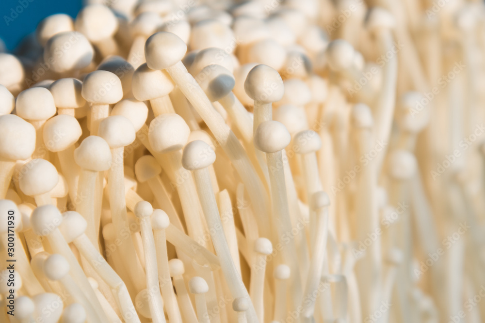 Enoki mushroom, Golden needle mushroom Enoki mushroom, Golden needle mushroom