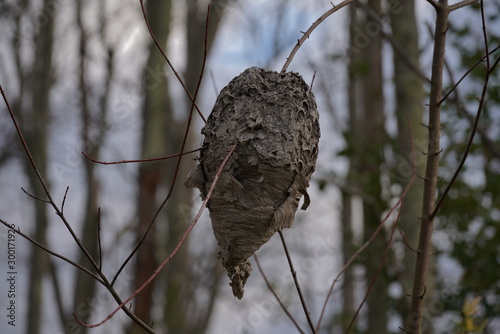 Hornets Nest