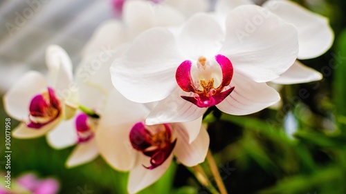 Flowers in the garden