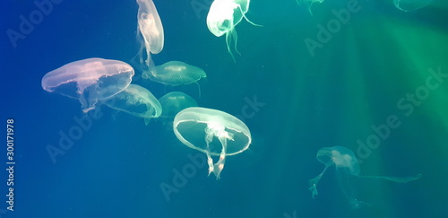  Photo of a jellyfish floating in an aquarium in blue light.