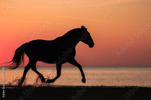 Purebred andalusian horse natural sunset silhouette running on the beach shore. 