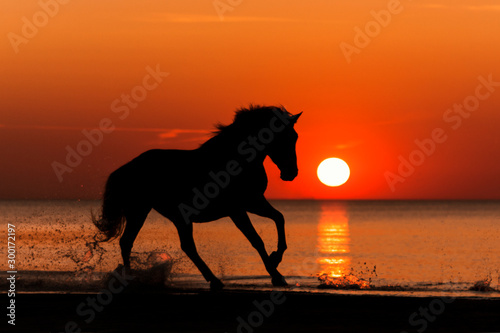 Purebred andalusian horse natural sunset silhouette running on the beach shore. 