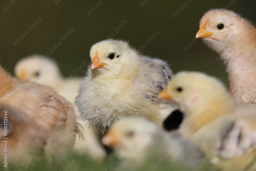 Baby chicken and chicks