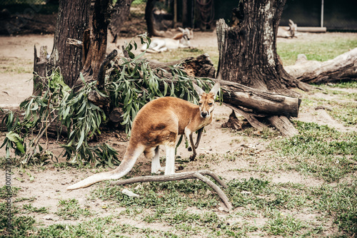 kangaroo in the wild