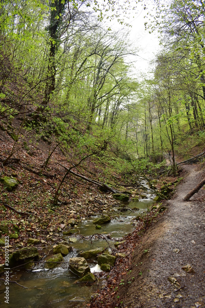 Forest path by a stream in Hungary