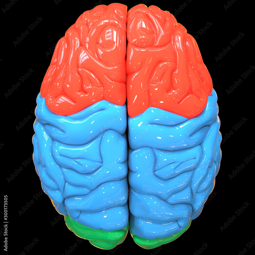 Central Organ of Human Nervous System Brain Lobes Anatomy Superior View ...