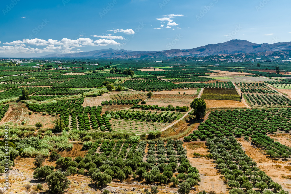 Olive groves in the middle of a wide valley