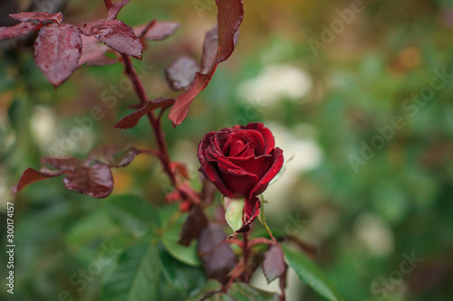  Rose growing in nature covered with dew drops
