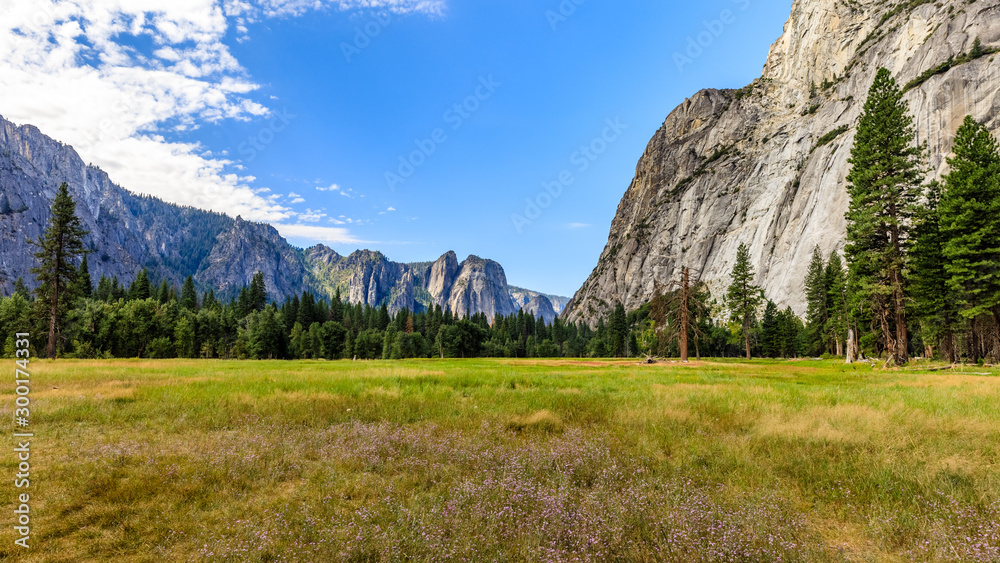 Panorama of wavy grass with tiny purple flowers in a meadow with tall pine trees and mountains near the horizon in Yosemite National Park
