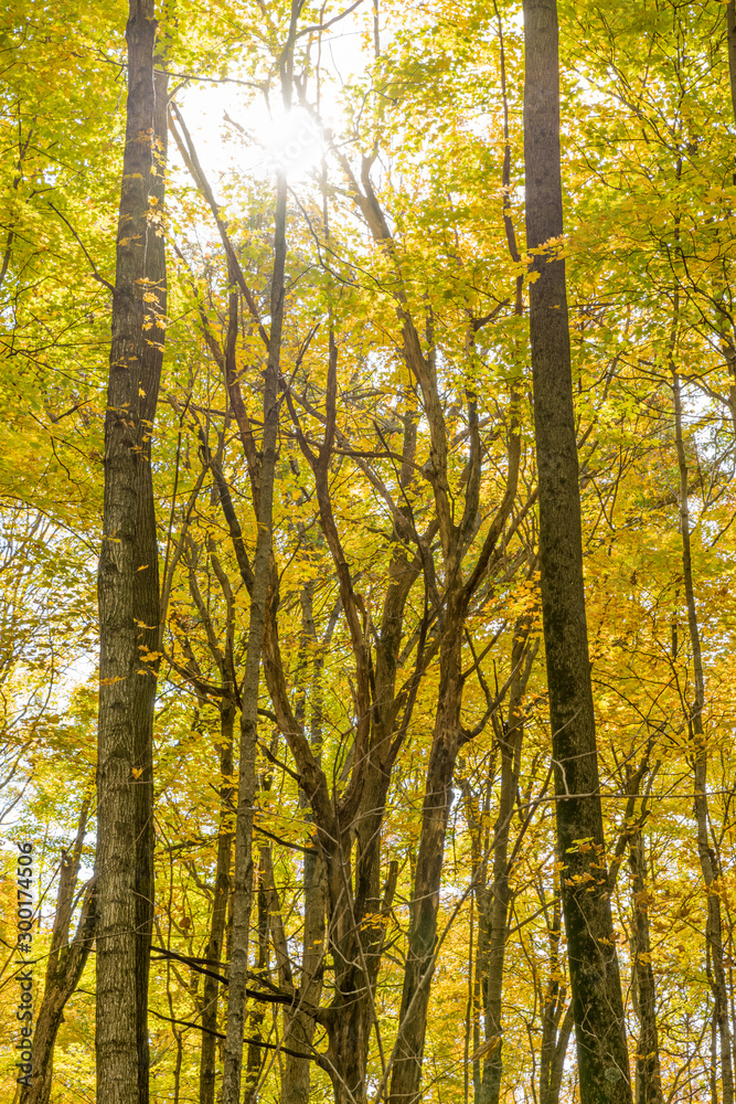 Sunshine on tall trees with yellow leaves in autumn