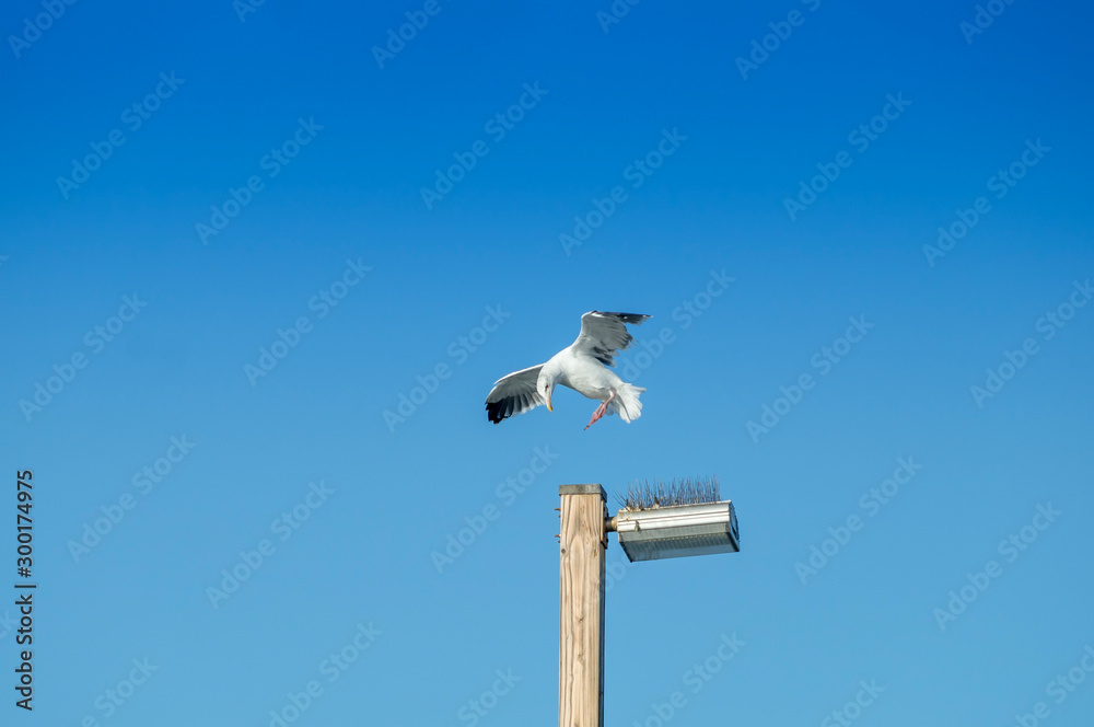 seagull landing in danger zone seagull landing in danger zone