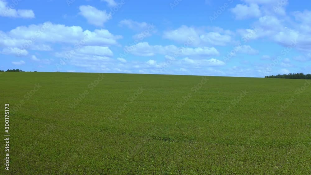 Wheat field landscape . Drone view grain growing on agricultural field on background blue sky. Green meadow summer landscape Wheat field landscape . Drone view grain growing on agricultural field on background blue sky. Green meadow summer landscape