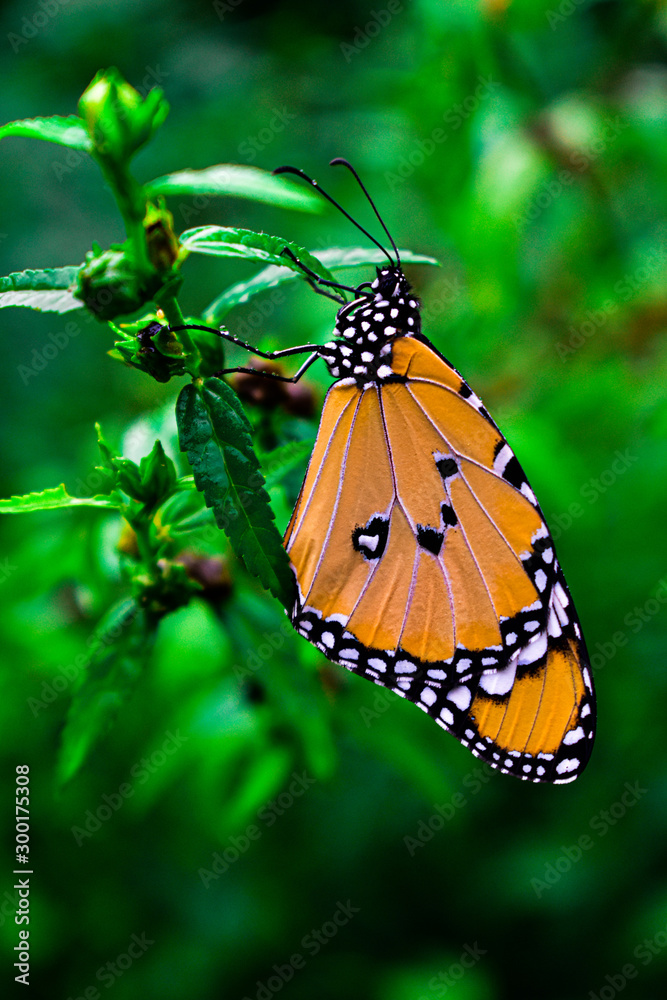 Obraz premium butterfly on flower