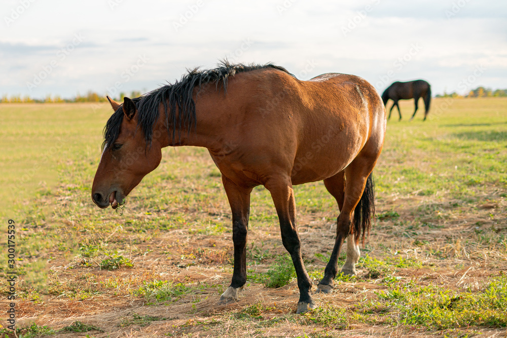 happy brown horse standing in the field on summer day happy brown horse standing in the field on summer day