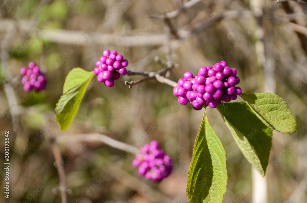 Closeup of American Beautyberry cluster. A few green leaves on the plant with several clusters of berries. Closeup of American Beautyberry cluster. A few green leaves on the plant with several clusters of berries.