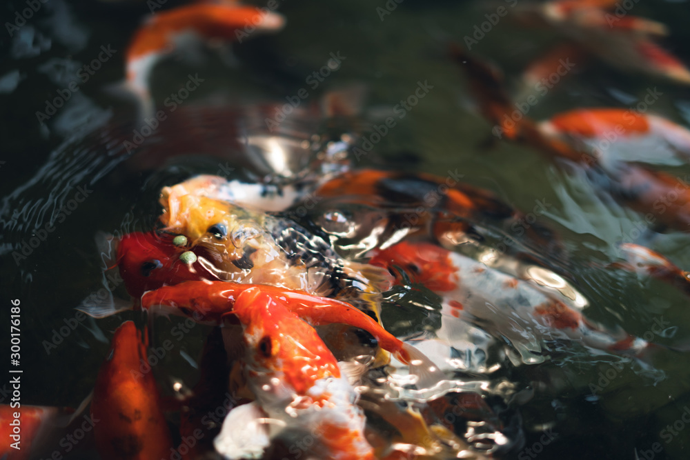 koi fish in pond they eat fish food