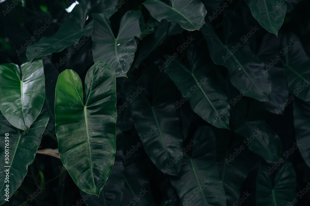 green leaf background green leaf background