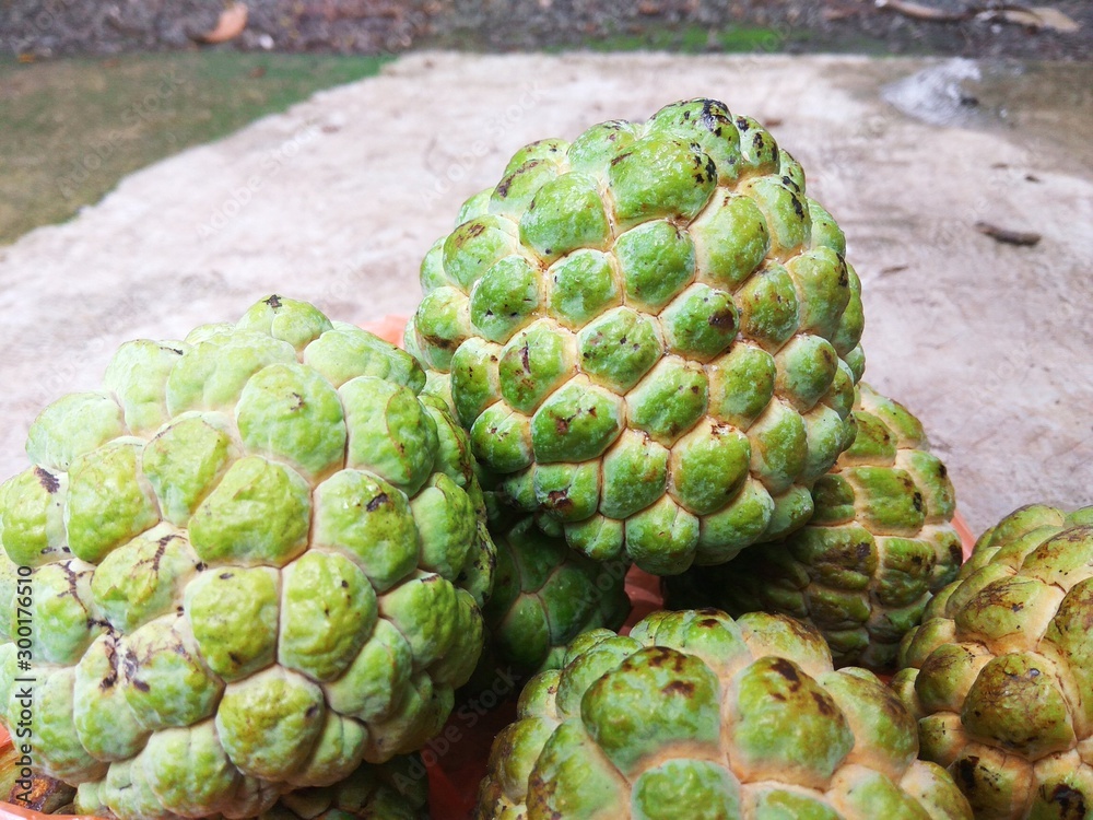 Fototapeta premium Custard apple