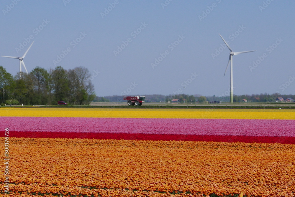 tulips in holland