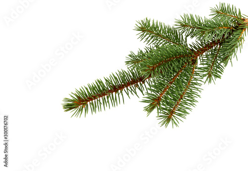 Fir tree branch isolated on white. Pine branch. Christmas decoration.