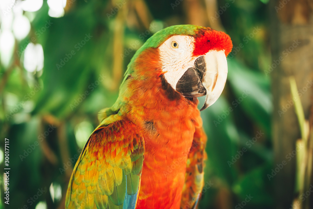 red and green parrot close-up