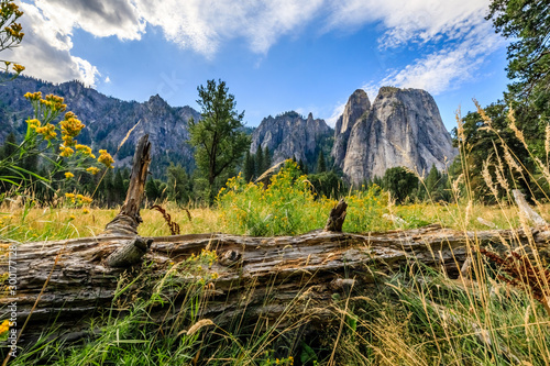Old rotting log, tall grass and yellow flowers in the foreground with huge granite peaks in the background at a stop on Northside drive in Yosemite National Park