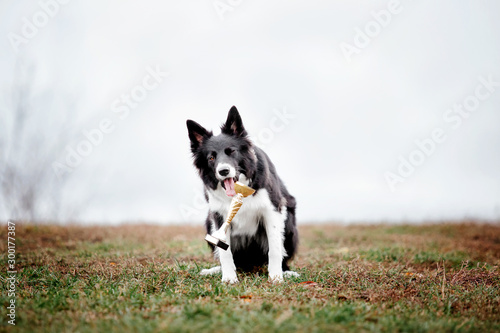 Cute Border collie dog on autumn walk