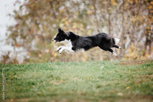 Valokuva Border collie dog running. Fog morning. Autumn season