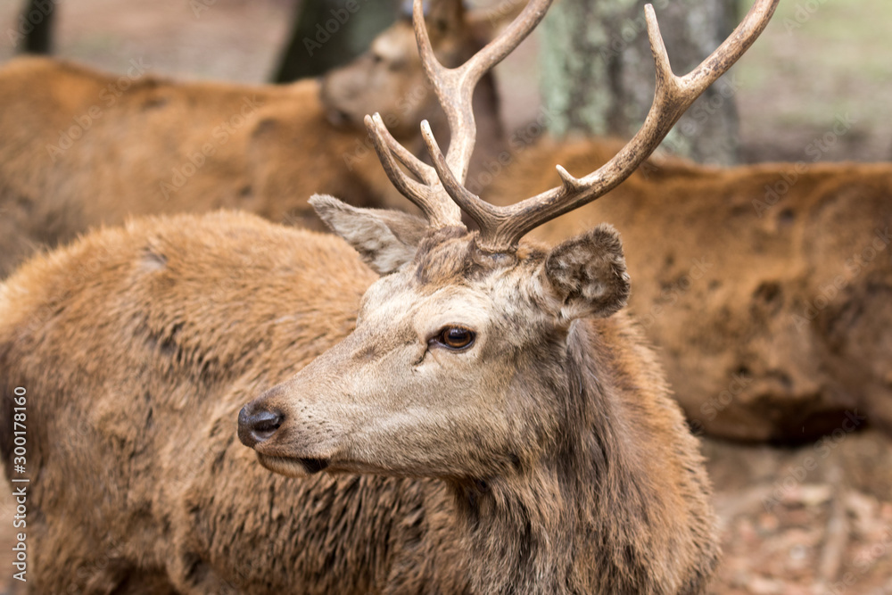 Deer portrait at the forest Deer portrait at the forest