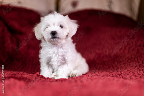 Cute small Maltese puppy lying on the bed