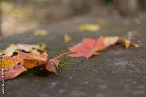 Blätter Herbst auf Stein Altar mit Kreuz 