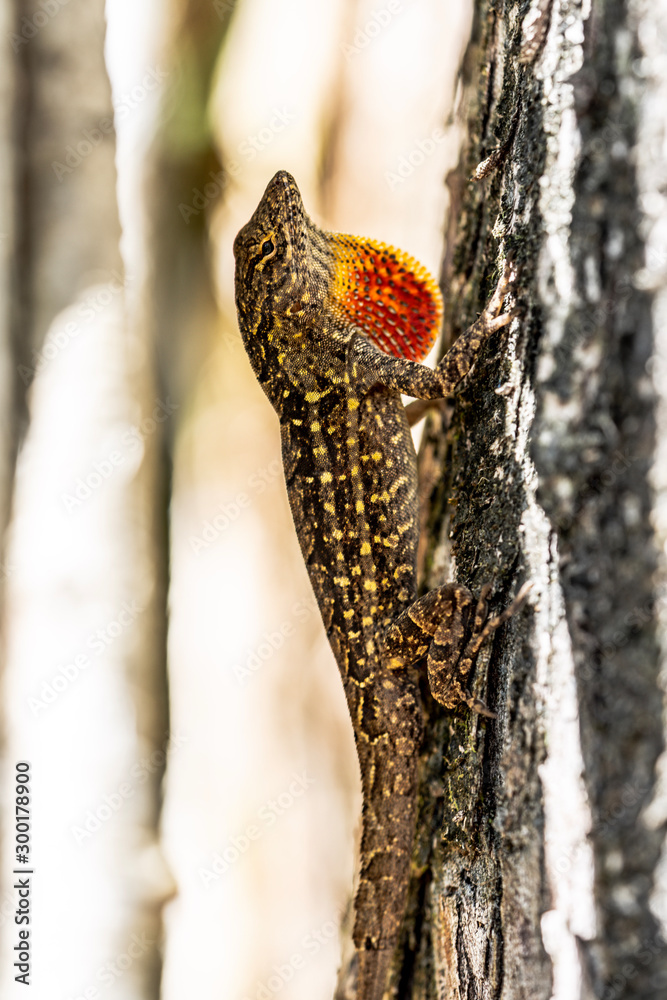 Obraz premium lizard on a tree