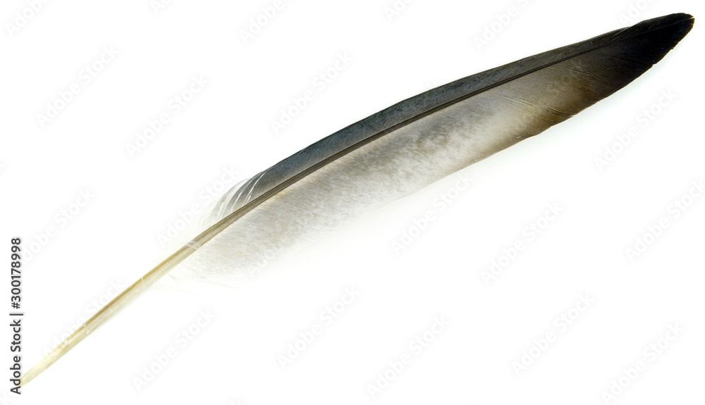 gray bird feather on a white background gray bird feather on a white background