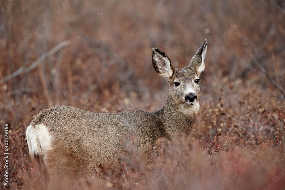 Whit-tailed Deer (Odocoileus virginianus) in the Alberta Foothills Whit-tailed Deer (Odocoileus virginianus) in the Alberta Foothills