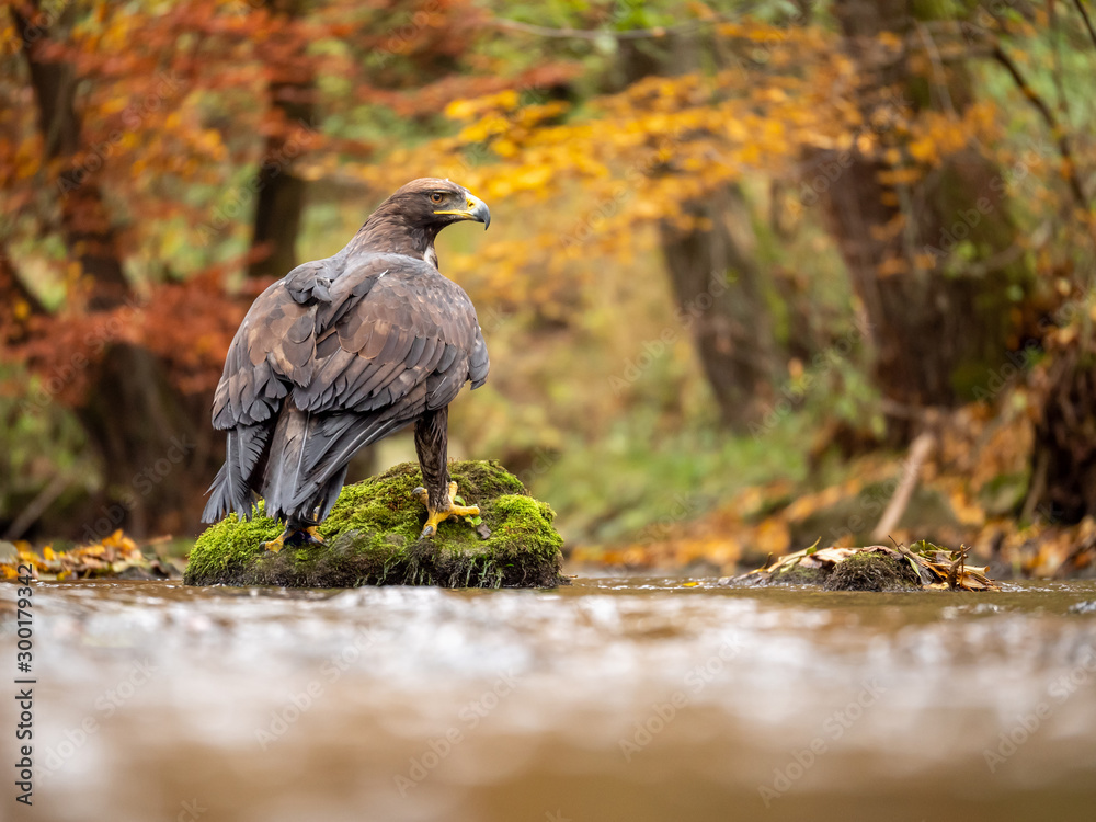 Golden eagle (Aquila chrysaetos) on the rock in creek. Autumn forest in background. Golden eagle portrait. Golden eagle sitting on rock. Golden eagle (Aquila chrysaetos) on the rock in creek. Autumn forest in background. Golden eagle portrait. Golden eagle sitting on rock.