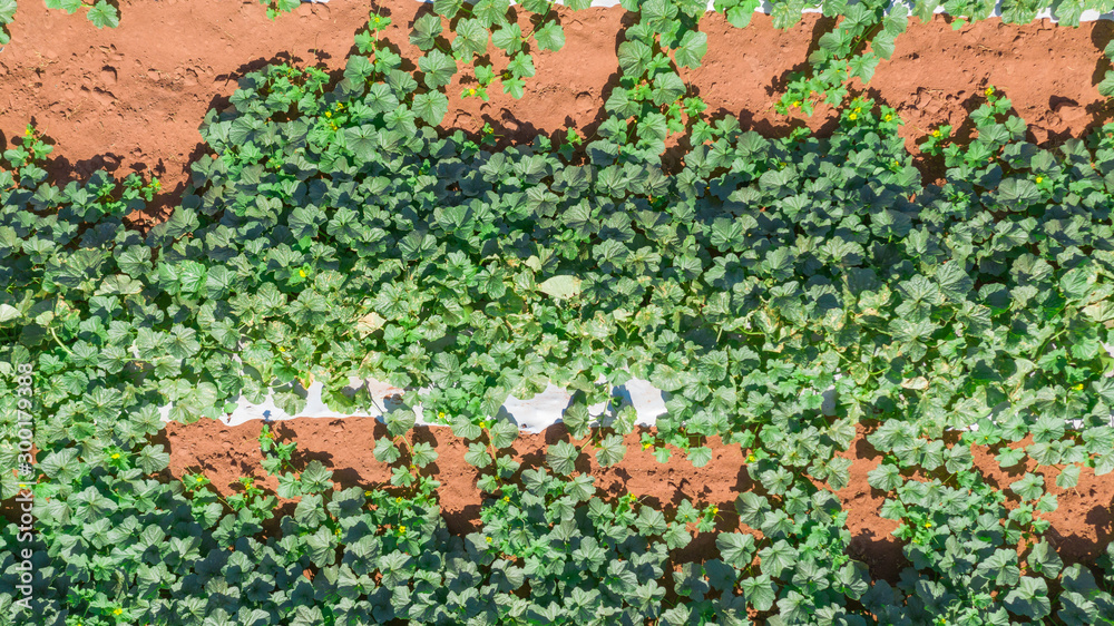 Melon and coconut farm shot from above in brazil during harvesting time
