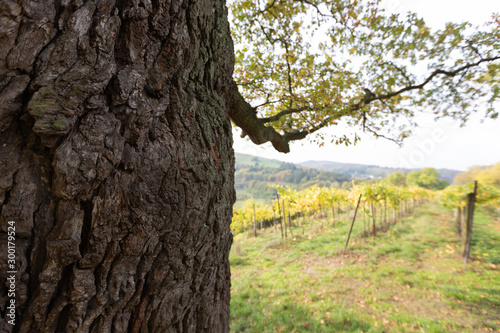 Herbst Baum alt Eiche und Ahorn Weinberg Hintergrund