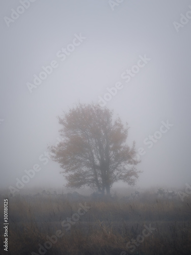 Lonely tree in a foggy field